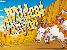 Wild Cat Canyon